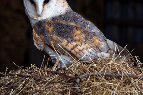 Portrait of a Barn Owl - Jan Cross