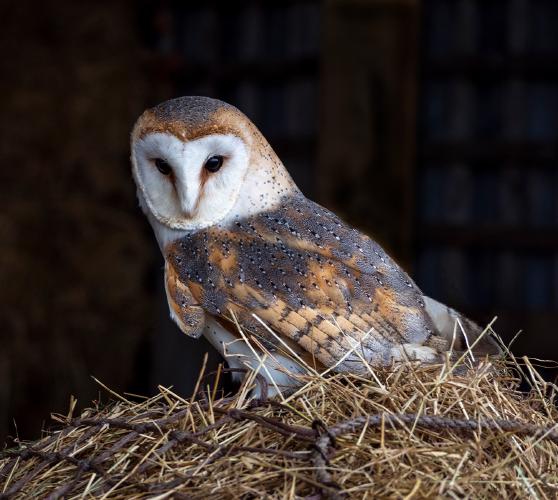 Portrait of a Barn Owl - Jan Cross
