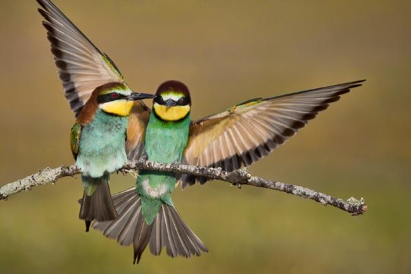 Togetherness- European Bee-eaters - Derek Howes