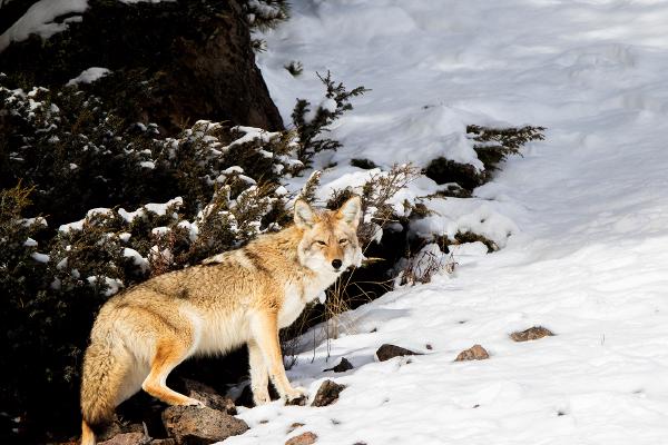 Yellowstone Coyote - Lynn Rix