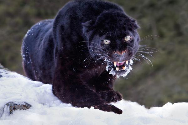 Aggressive Black Panther - Derek Howes