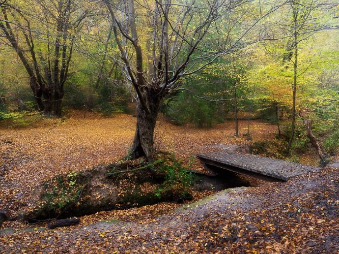 Autumn In Epping Forest - Roy Essery