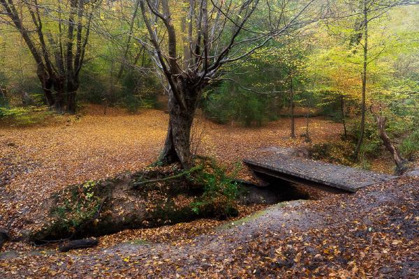 Autumn In Epping Forest - Roy Essery