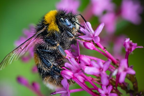 Bumblebee Nectaring and Pollinating - Bola Oshisanwo