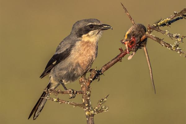 Butcher Bird - Marny Macdonald