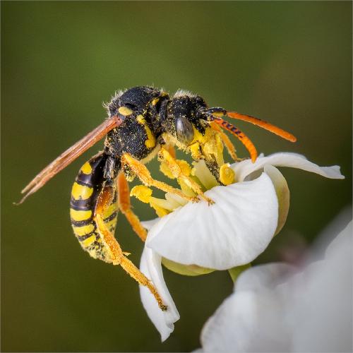 Nomada Bee Nectaring - Ben Heather