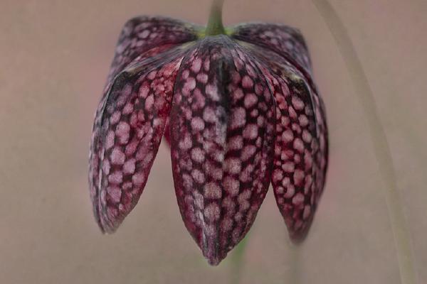 Snakeshead Fritillary - Mary Battye