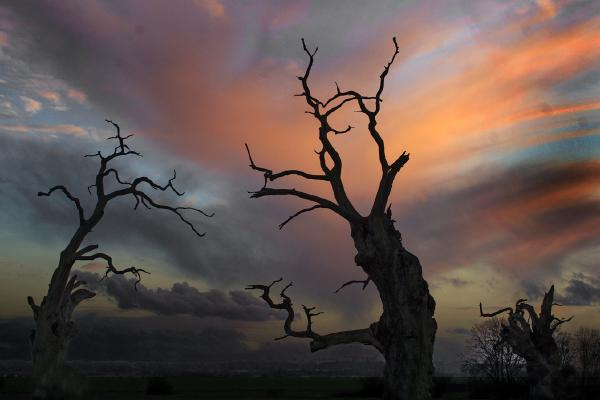 The Mundon Oaks - Colin Westgate