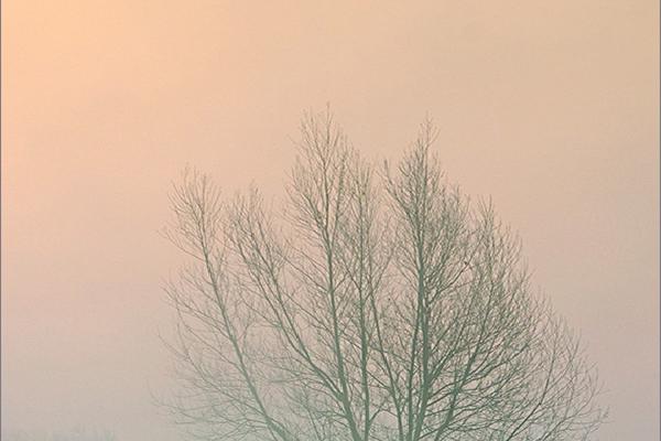 Tree Reflection At Dawn - Colin Brett