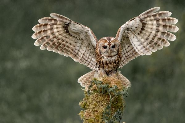 Wild Tawny Owl - Marny Macdonald