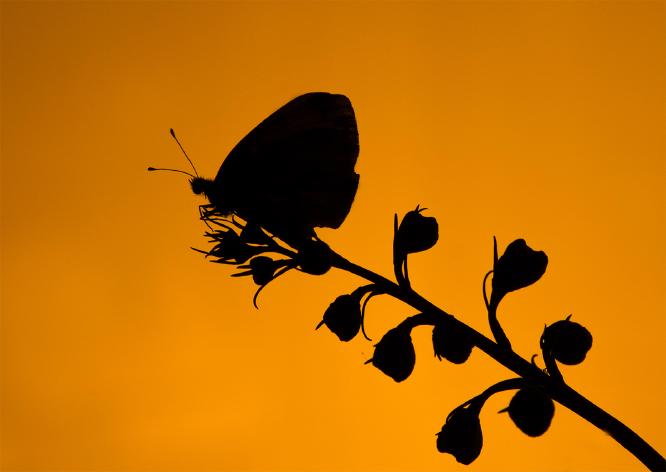Butterfly at Sunrise - Robert Farrow