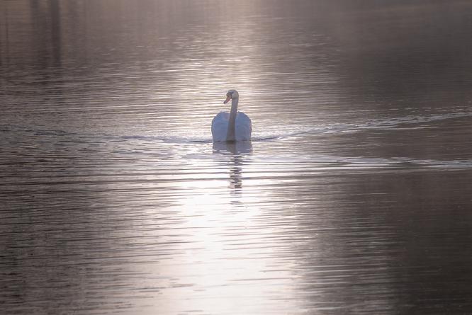 Dedham misty swan - Shaun Hykel