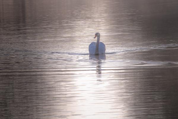 Dedham misty swan - Shaun Hykel