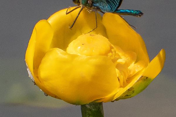 Demoiselle on Water Lily - Mary Battye