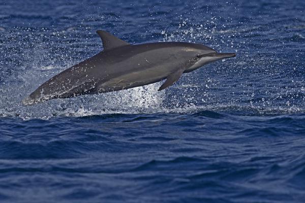Dolphin surfing waves - Robert Bannister
