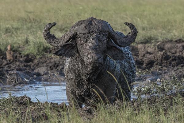 Mud bath - Marny Macdonald