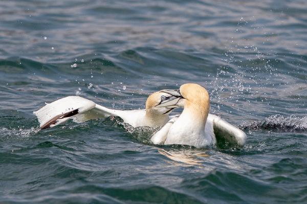 Northern Gannets fighting - Lynn Rix