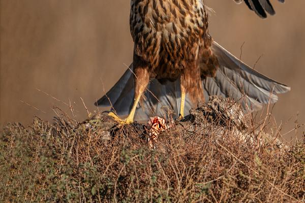 Red Kite defending a meal - Marny Macdonald