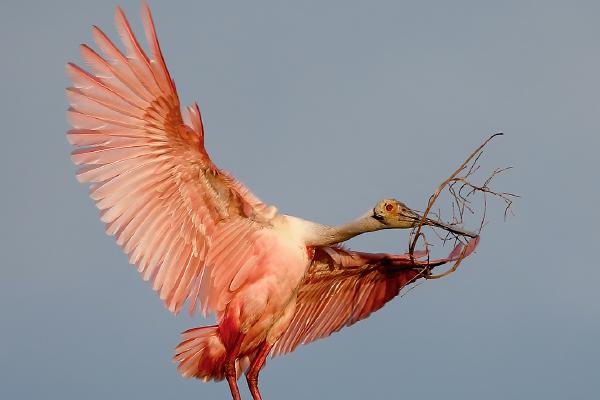 Roseate Spoonbill - Derek Howes