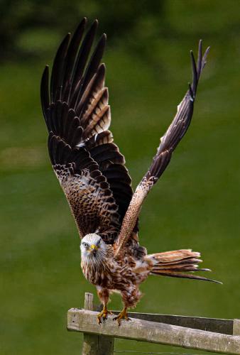 Who U looking at - Martin Ventris-Field