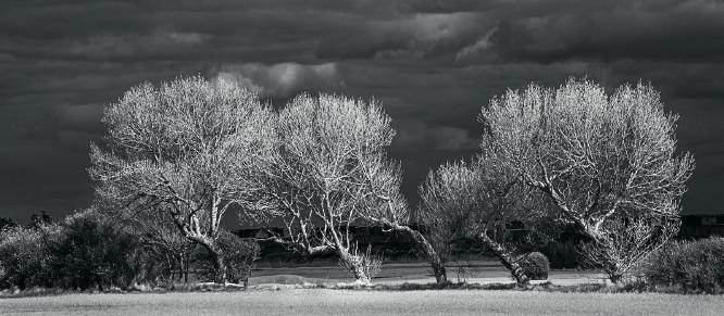 Windswept Trees - Colin Brett