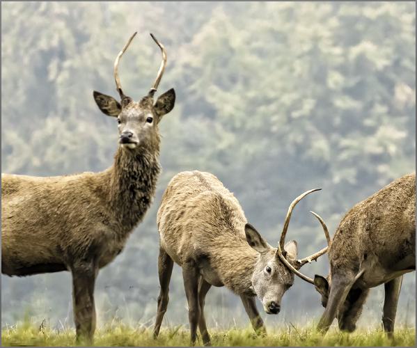Young bucks sparring - David Egerton