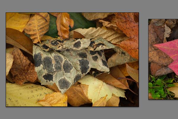 Autumn Leaves - Hilary Knight