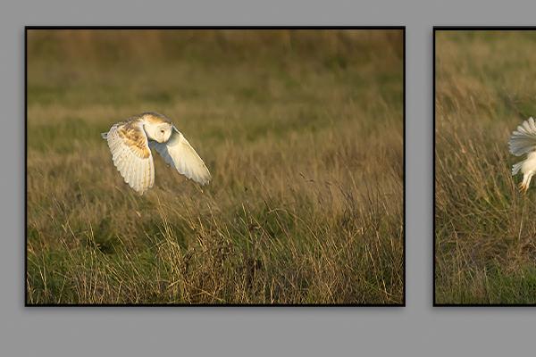 Barn Owl Hunting - Colin Brett