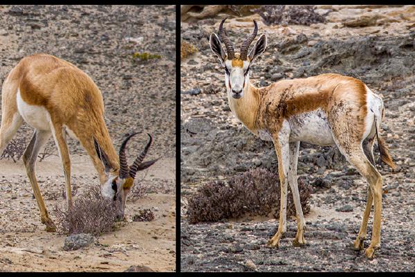 Springbok - Jan Cross