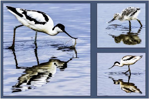 The Family Avocet - David Egerton
