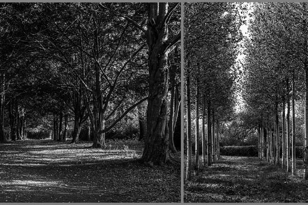 Woodland Shadows - David Cross