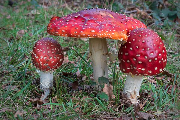 Amanita Muscaria Fly Agaric - Colin Brett