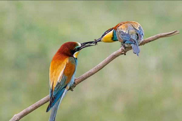 Bee Eater Offering Nuptial Gift - Cheryl Wilkes
