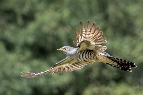 Cuckoo in flight - Marny Macdonald