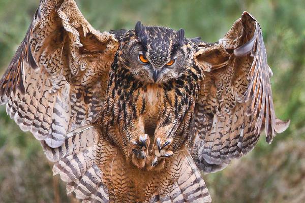 Eagle Owl approaching - Derek Howes