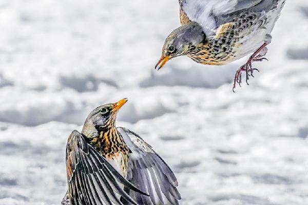 Fieldfares Squabbling - Robert Macdonald