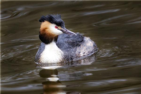 Great Crested Grebe - David Egerton
