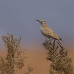 Chris Poole - Hoopoe Lark