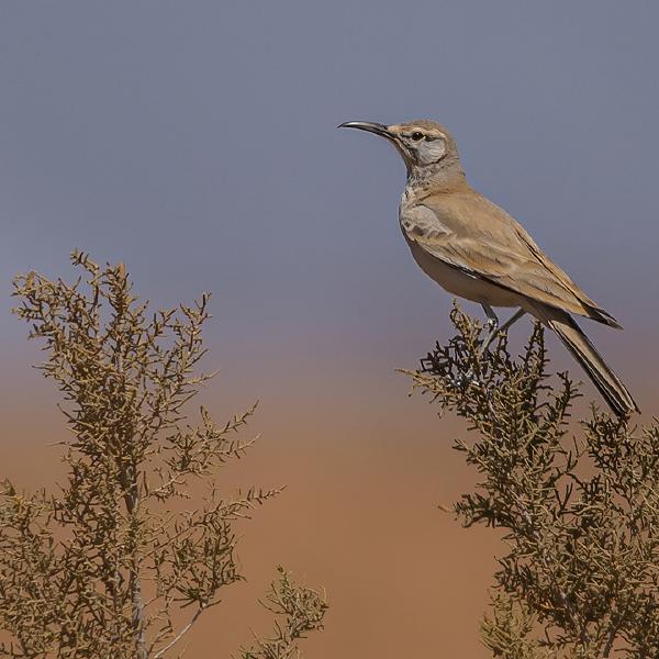 Chris Poole - Hoopoe Lark
