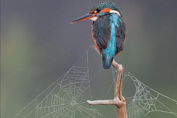 Male Kingfisher at Sunrise - Cheryl Wilkes