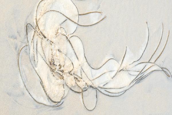 Seaweed and Foam - Chrissie Hart