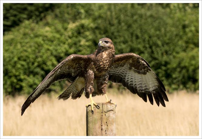 Buzzard - Colin Brett
