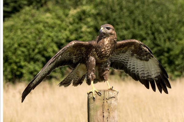 Buzzard - Colin Brett