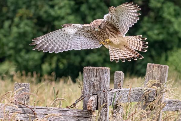 Female Kestral Landing - Cheryl Wilkes