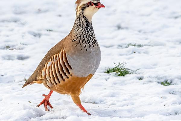 French Partridge - Marny Macdonald