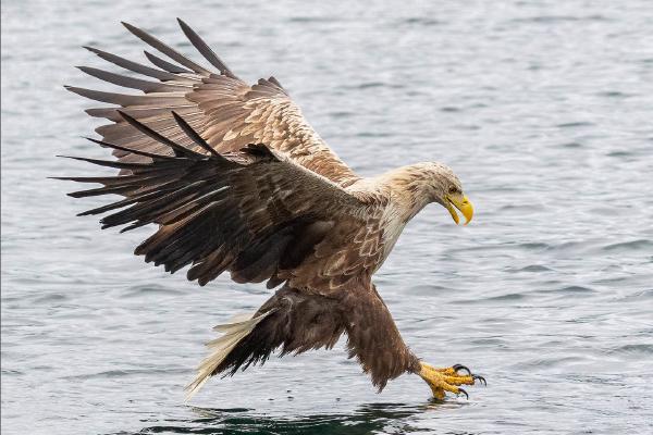 White Tailed Eagle Fishing - Cheryl Wilkes