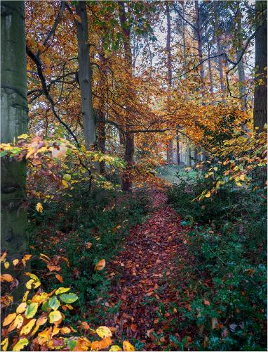 Woodland path - Alison Pangbourne
