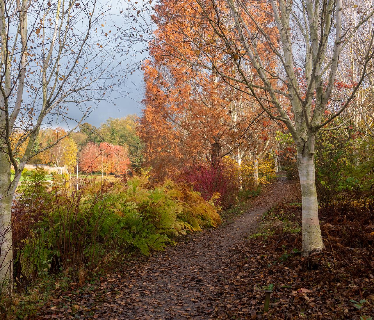 Autumn Path - Alison Pangbourne