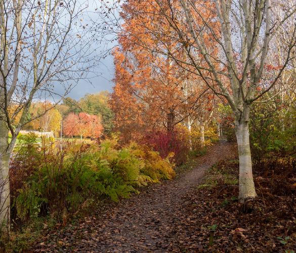 Autumn Path - Alison Pangbourne