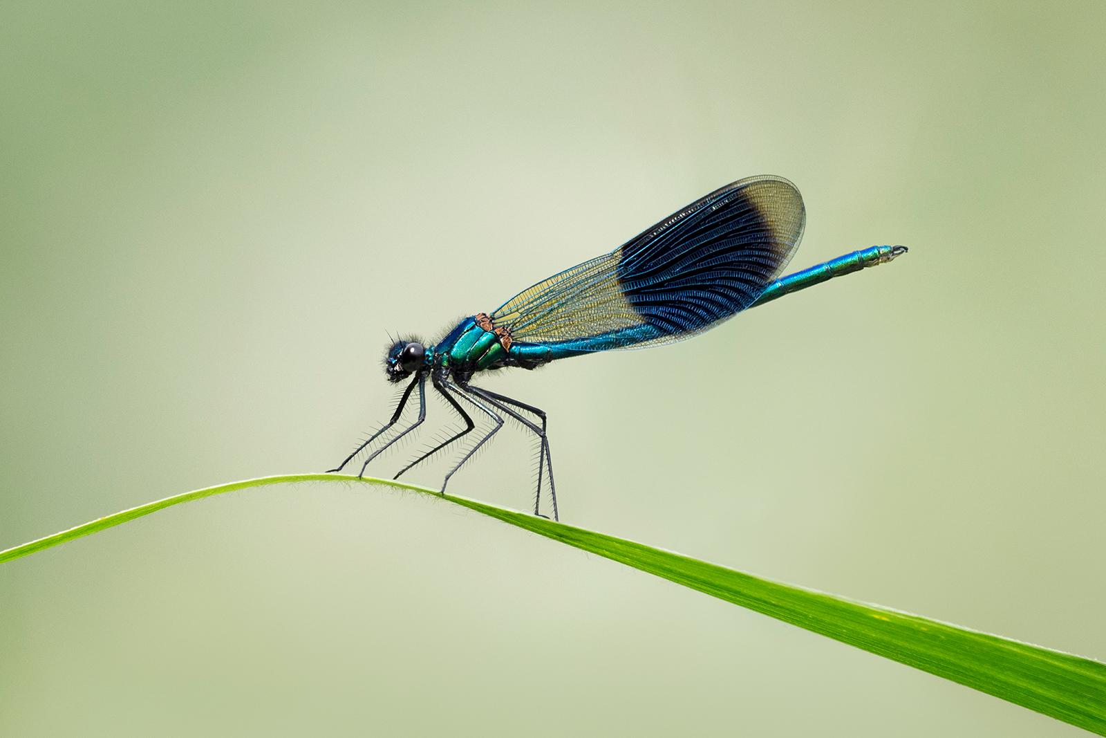 Banded Blue Demoiselle - Chrissie Hart